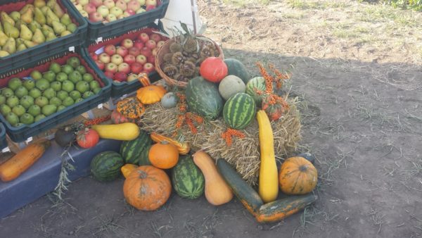 Gyümölcsből is keveset eszünk, de a zöldségfogyasztás tekintetében Magyarország még rosszabbul áll: az európai lista utolsó helyén van