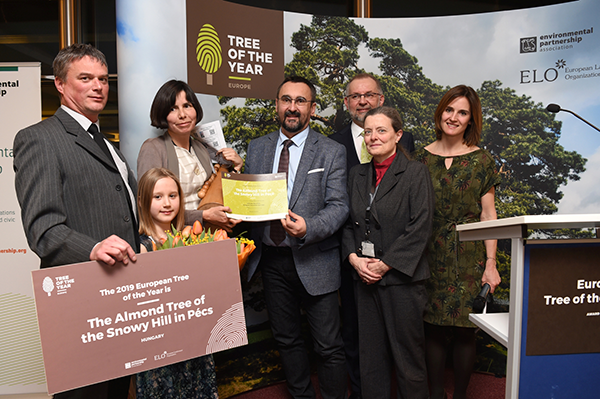 Az Európai Év Fája verseny díjátadóján a pécsi mandulafa lett az első helyezett - Fotó: ELO