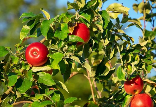 Új-Zéland Ebbett Orchard nevű gyümölcsösében almaszedő robot végzi a betakarítást - képünk illusztráció