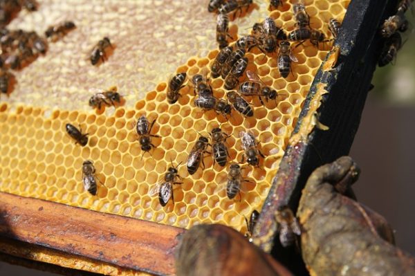 A méhkockázati monitoring program a növényvédő szerek kijuttatásakor az engedélyokiratban foglalt méhvédelmi előírások betartását vizsgálja