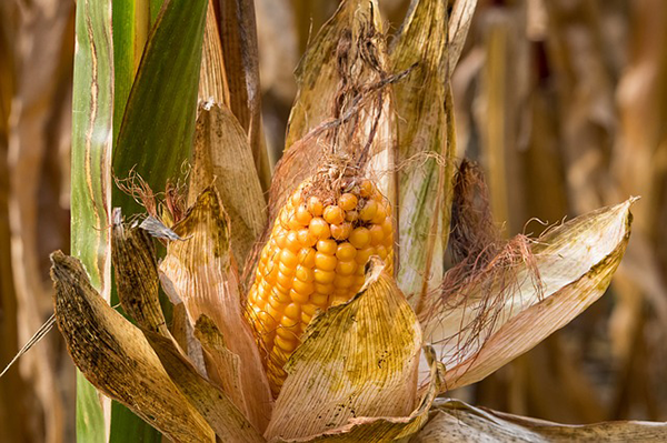 Az őszi sereghernyó főként a kukorica kártevője, de nagyon sok egyéb növényt is károsít - képünk illusztráció