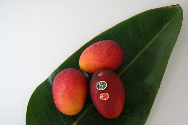 Elképesztő árat adtak két darab mangó gyümölcsért Japánban - képünk illusztráció