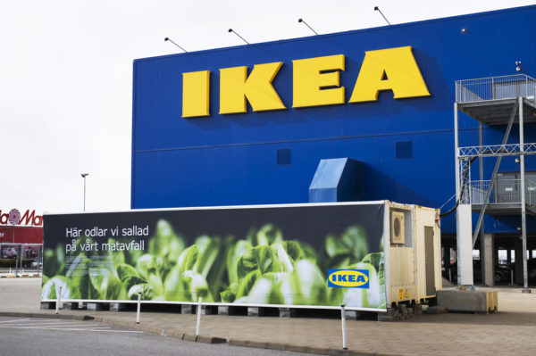 Saját áruházai mellett termeszt salátát az IKEA, amit az éttermeiben ad majd el májustól - fotó: IKEA