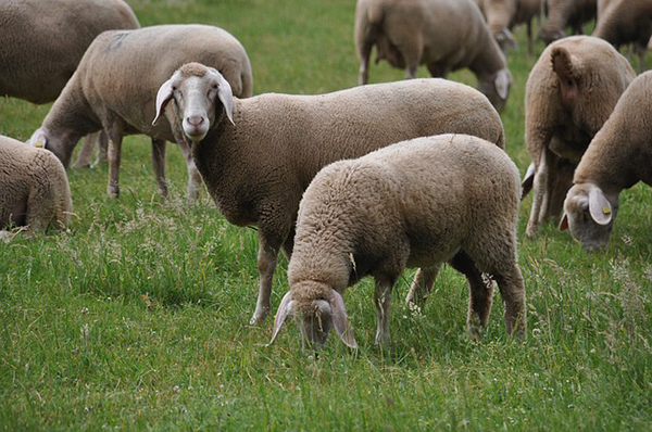 Az 50 éves sperma hasonló eredményeket hozott a megszületett bárányok számát nézve, mint az egy éve lefagyasztott - képünk illusztráció