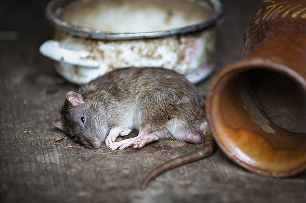  Retteghetnek az egerek és a patkányok? Lézerfegyverrel veszik fel a harcot a rágcsálók ellen