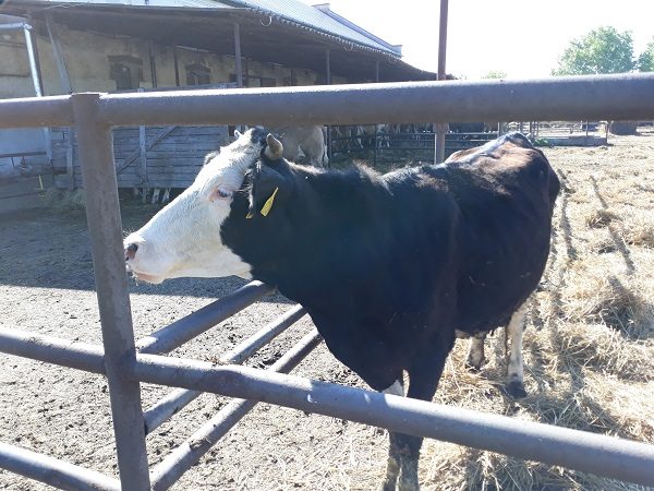 Magyarországi pénzből fejlődhet az erdélyi mezőgazdaság a székelyföldi kis összegű vissza nem térítendő támogatások programjával - képünk a tejelő szarvasmarháról illusztráció
