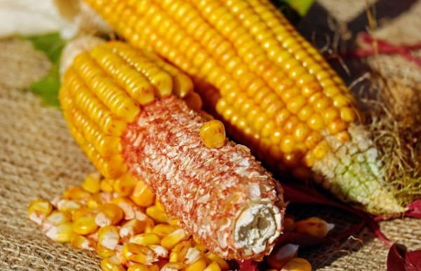 A globális kukoricatermés 1 százalékkal 1134 millió tonnára emelkedhet (Fotó: Pixabay, Couleur)