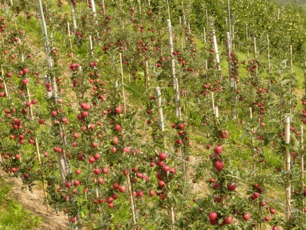 A gyümölcsfaiskolai termesztés szervezettebb és hatékonyabb lehetne az összefogással