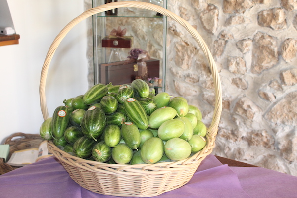 Ugyan a Meloncella di Lecce elsősorban nyári fogyasztású zöldségféle, a szövetkezetben szeretnék márciustól novemberig megnyújtani a termesztési idényét - fotó: Italiafruit