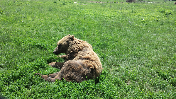 Fokozódik a ragadozóveszély Szlovéniában: egy idős hölgy könnyebb sérüléseket szenvedett egy medvetámadás következtében