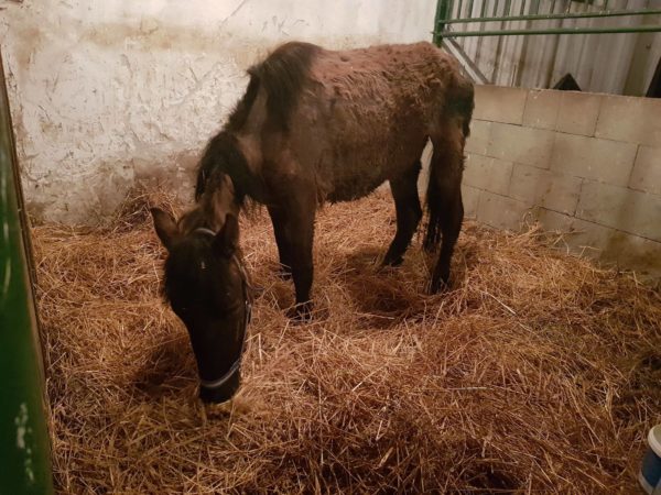 Az állatvédők szerint a lótartás alapvető követelményeinek sem felelt meg a telep Pócsmegyeren - Fotó: Bottyán Equus Hungária Ló- és Kutyaotthon Facebook