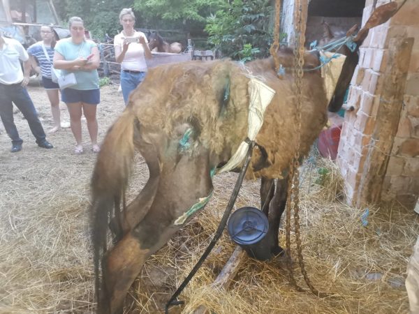 A kikötött állat - Fotó: Bottyán Equus Hungária Ló- és Kutyaotthon Facebook