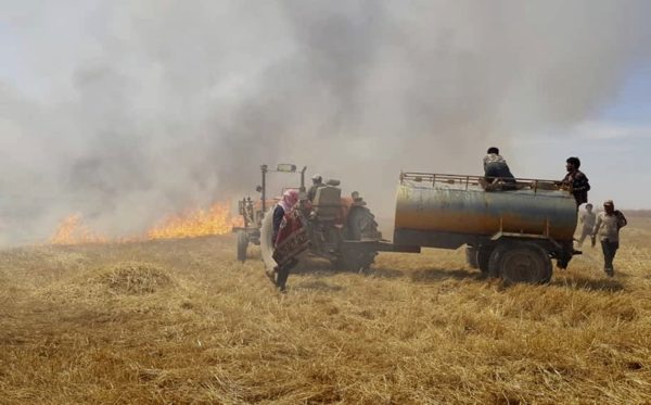 Értelmetlen gabonaégetés - több tízezer hektárnyi élelmiszer pusztul el a háború miatt - Fotó: AP