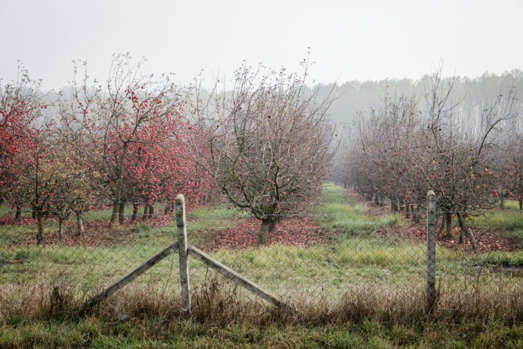 A lengyel alma hatalmas károkat szenvedett az aszály és a fagyok miatt, sokkal kevesebb kerül belőle a gyümölcspiacra - Fotó: Adam's Photovision
