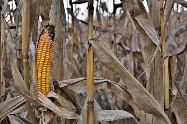 A kukorica esetében az öntözés drasztikusan javítja az adaptáció eredményét (Fotó: Pixabay, JerzyGorecki)