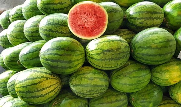 A magyar dinnyepiac 20 ezer tonna sárga- és 200 ezer tonna görögdinnye terméssel számolhat a várakozások alapján