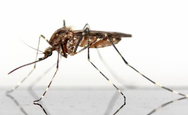 A szúnyogpopuláció nagy mértékű visszaesését figyelték meg (Fotó: Pixabay, buchse12)