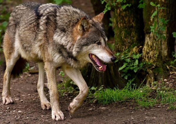 Farkasok tűntekf el Aggtelek környékén - illusztráció (Fotó: Pixabay, Alexas_Fotos)