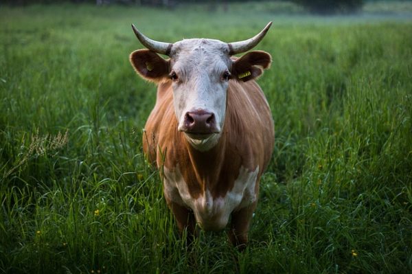 Az Anco FIT takarmányozása segíthet a tehénnek abban, hogy a tej minőségét és az összetevők hozamát megőrizze (Fotó: Pixabay, Pexels)