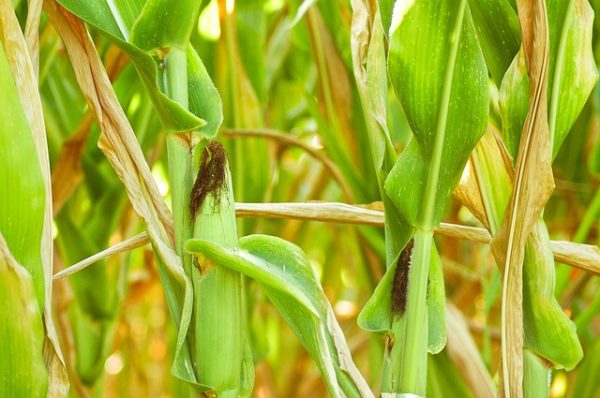 10 génmódosított szervezet, köztük 5 kukorica kapott engedélyt az Európai Unióban