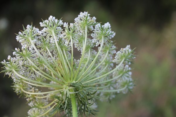Az ernyősvirágzatú növények többszöri érintése bőrgyulladást okozhat az arra érzékenyeknél - képünkön a vadmurok virágzata