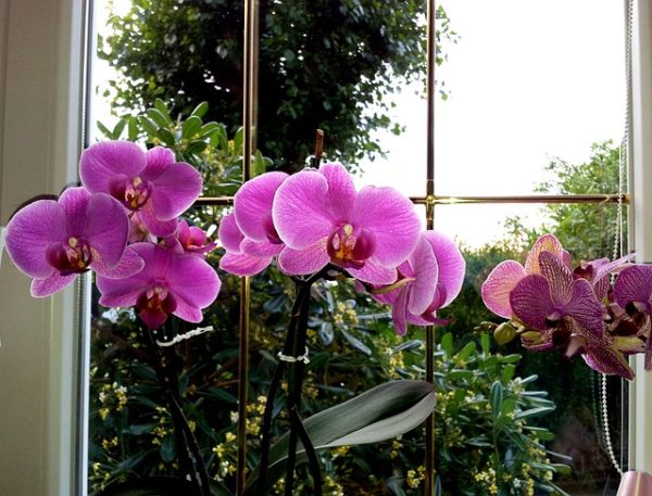 Sokáig virágoznak az orchideák egy kis odafigyeléssel és törődéssel 