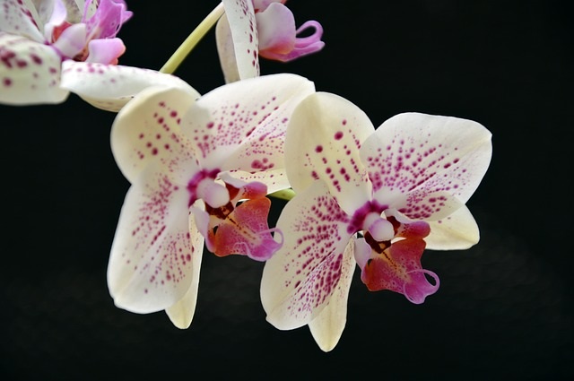 Az orchideagondozásnak van néhány trükkje (Fotó: Pixabay, Peggychoucair)