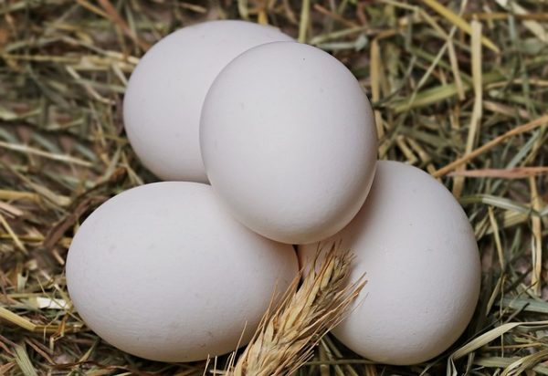Veszélybe kerülhet a tojástermelés (Fotó: Pixabay, pixel2013)