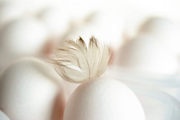 A jakartai kormány azt javasolta a baromfitartóknak, hogy szabaduljanak meg 10 millió tojástól (Fotó: Pixabay, congerdesign)