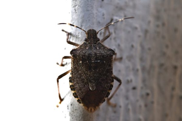 A nem őshonos rovarok sok gondot okoznak Magyrorazágon is (Fotó: Pixabay, fíedericomaderno)