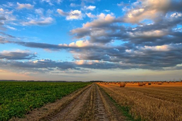 Jövő szerdán indul az agrártámogatások előlegfizetése (Fotó: Pixabay, wobogre)
