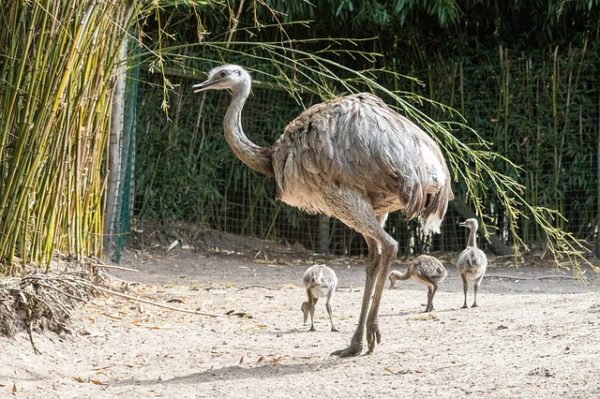Alternatív és kedvező élettani hatású húsforrás az emu - képünk illusztráció