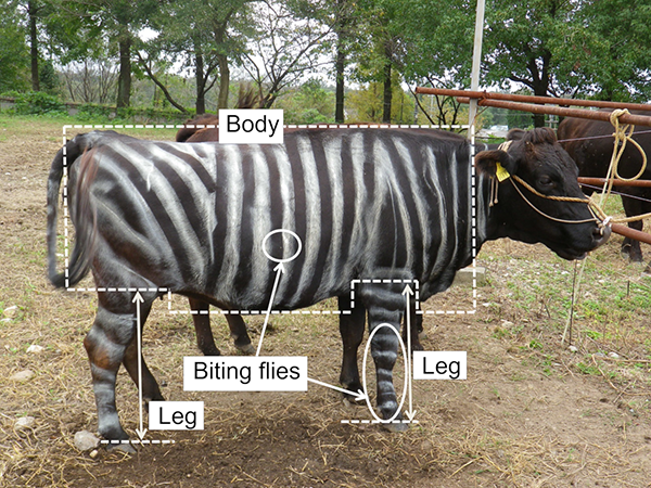 Zebrafestést kaptak a tehenek, ennek következtében kevesebb légy csípte meg őket - Fotó: Kojima T, Oishi K, Matsubara Y, Uchiyama Y, Fukushima Y, Aoki N, et al. (2019)