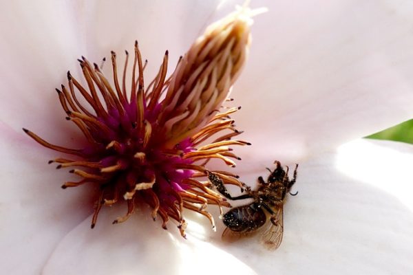 A méhek védelmében szeretne nagyobb szigort a növényvédő szerek használatával kapcsolatban az EP