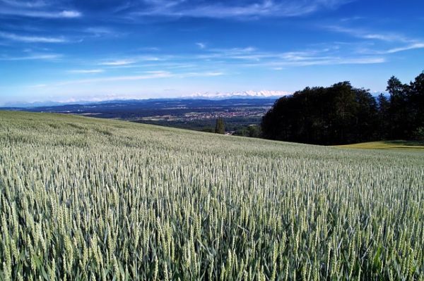 A cseh agrárminisztérium szerint a monokultúrás termesztés növeli az aszálykárokat, ezért a nagyobb táblák közé egy legalább 22 méter széles fű- vagy takarmánynövény-sávot tehet kötelezővé 2021-től - képünk illusztráció