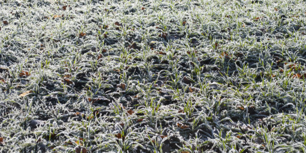 A mezőgazdasági fagykárok közel harmada télen fordul elő (Fotó: Generali Biztosító)