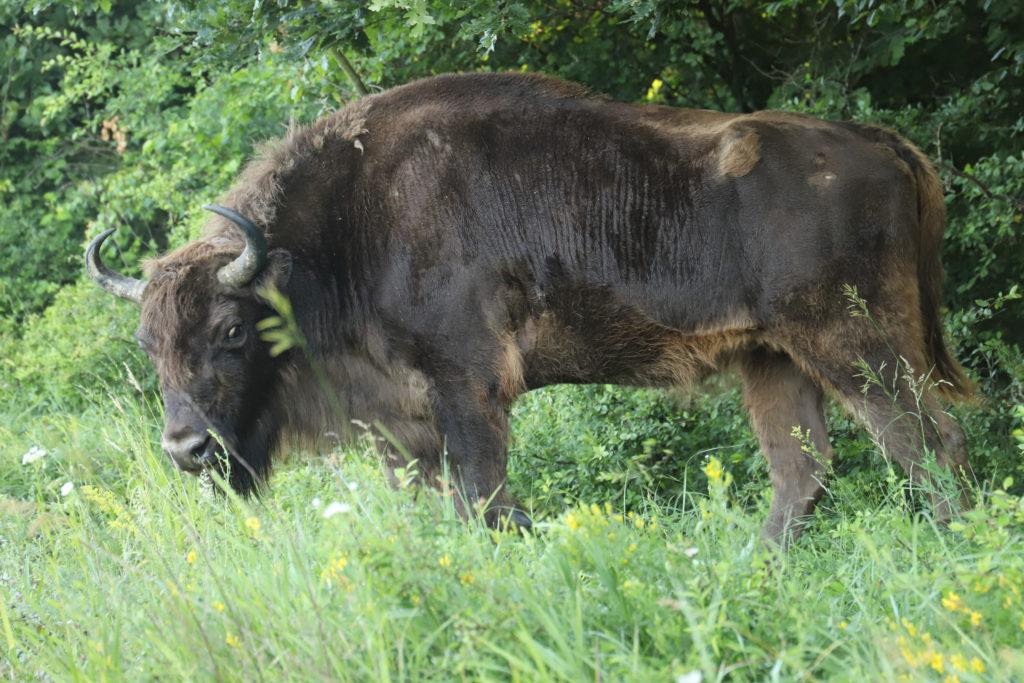 Egy őrségi bölény tehén - Fotó: Őrségi NPI - Németh Csaba