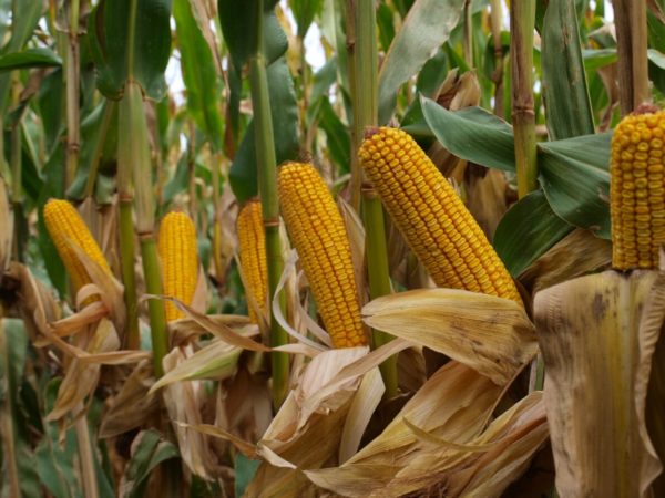 A MAS 56.A Nagykanizsán, hektáronként nettó 15,76 tonnás eredményt ért el a Kukorica Klub termésversenyén