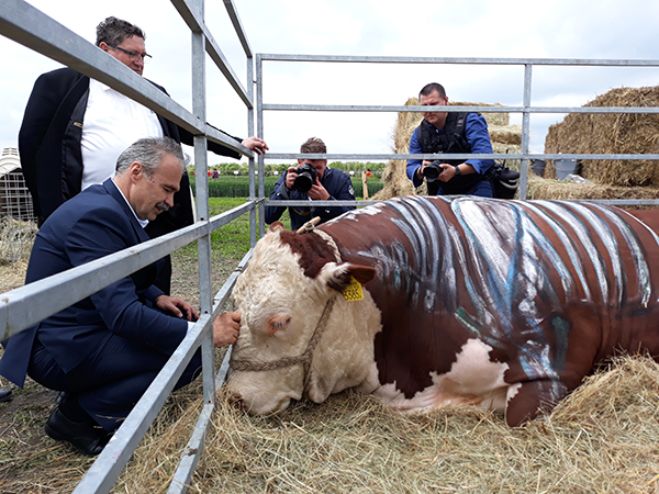 Az új állattenyésztési törvény több jó lehetőséget is tartalmaz az állattartók számára - képünkön Nagy István agrárminiszter egy bika fejét simítja meg Mezőfalván