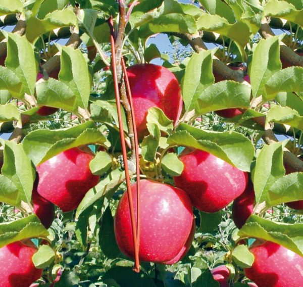 Az almamoly ellen Isomate CTT-vel védett almaültetvény (Fotó: CBC Biogard)