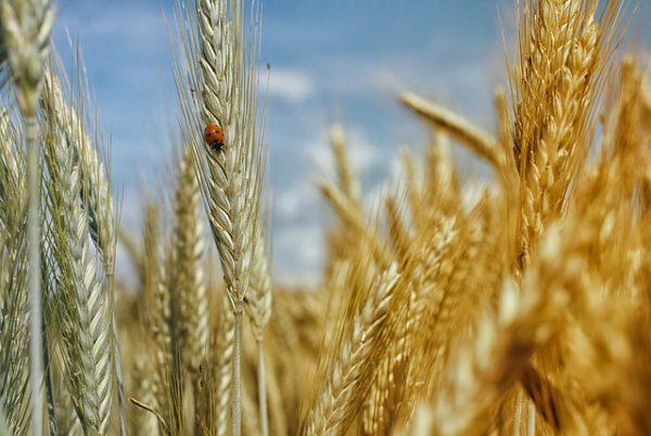 Oroszország új módszert keres a gabonakivitel korlátozására (Fotó: Pixabay, realworkhard)