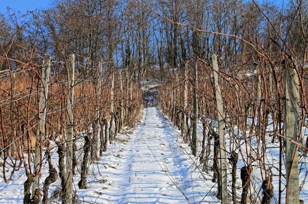 A metszés a szőlőtermesztés egyik legfontosabb, de legmunkaigényesebb művelete (Fotó: Pixabay, Didi20)