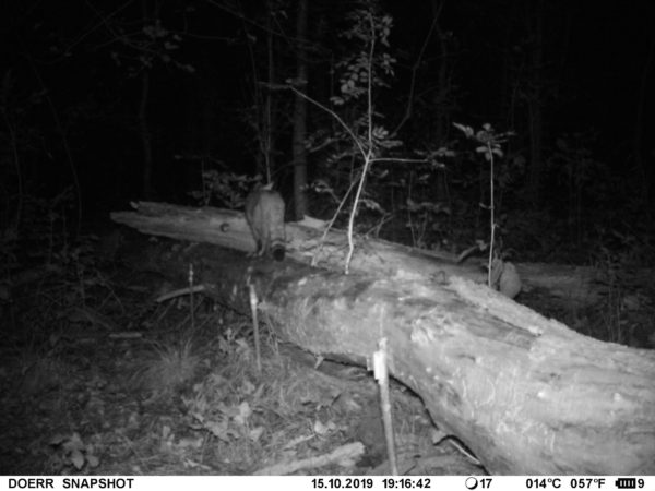 A kameracsapda képe bizonyította: vadmacskák is élnek az Őrségi Nemzeti Park területén