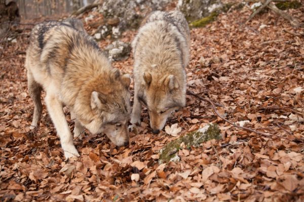 Farkasok szimatolnak a Bükkben - Fotó: BNPI