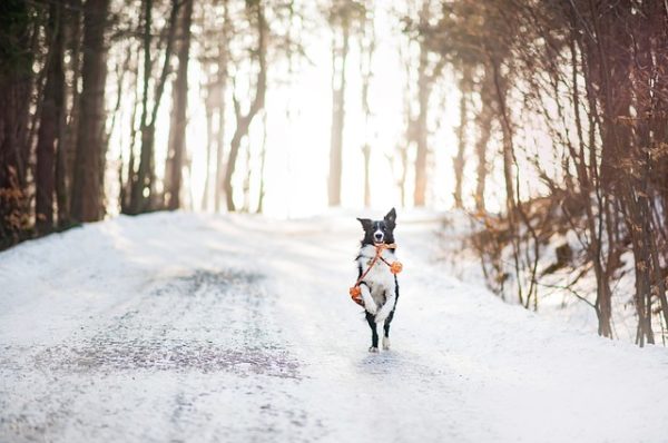 A kutyatartók télen is több olyan veszélyes helyzettel találkozhatnak, amitől meg kell óvniuk a kedvenceiket