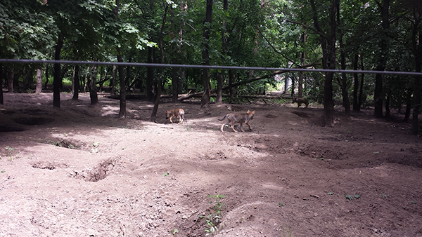 Több, új kihívással is szembesült az elmúlt időszakban a magyar vadgazdálkodás - ilyen a farkasok egyedszámának növekedése - képünkön farkaskölykök láthatók