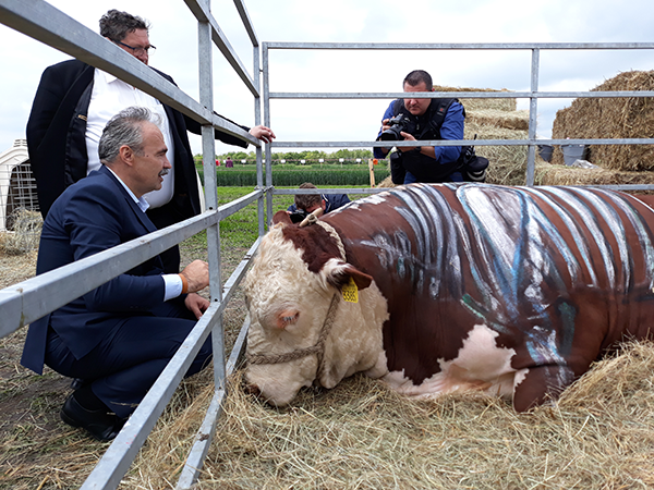 Megújult az állattenyésztési törvény: képünkön Nagy István agrárminiszter egy bikát vesz szemügyre Mezőfalván