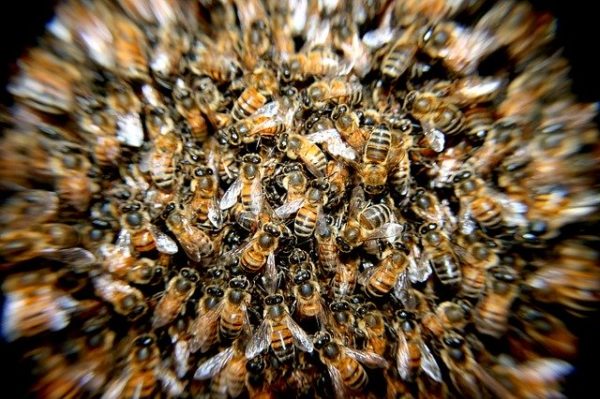 Február 28-ig lehet jelentkezni az idei méhegészségügyi támogatásra (Fotó: Pixabay, PatoSan)