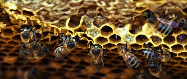 Az ukrán méz kiszorítja a hazai termékünket az exportpiacokról (Fotó: Pixabay, ClaraMD)