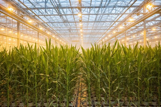 Az üvegházak segítségével segíthetik a kukoricahibridek fejlesztését. (Fotó: Bayer)